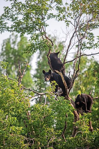 MIKAELA MACKENZIE / WINNIPEG FREE PRESS

Cubs hang out high in a tree at Black Bear Rescue Manitoba near Stonewall on Saturday, July 24, 2021. For Eva story.
Winnipeg Free Press 2021.