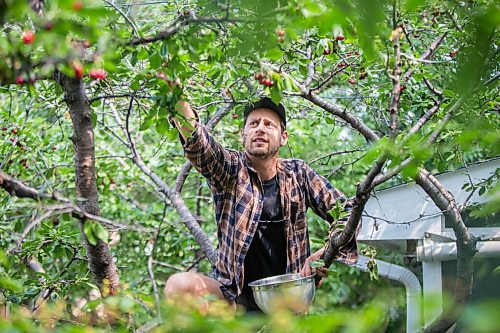 MIKAELA MACKENZIE / WINNIPEG FREE PRESS

Jesse Oberman, owner of Next Friend Cider, picks cherries in Winnipeg on Friday, July 30, 2021. He harvests fruit from peoples backyards for the cider he makes. For Ben Sigurson story.
Winnipeg Free Press 2021.
