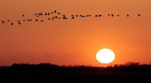 JOE.BRYKSA@FREEPRESS.MB.Ca Rosser, Manitoba- Canada geese fly in front of a beautiful prairie sunset just West of Rosse, Manitoba Saturday night-Apr 17, 2010- JOE BRYKSA/WINNIPEG FREE PRESS