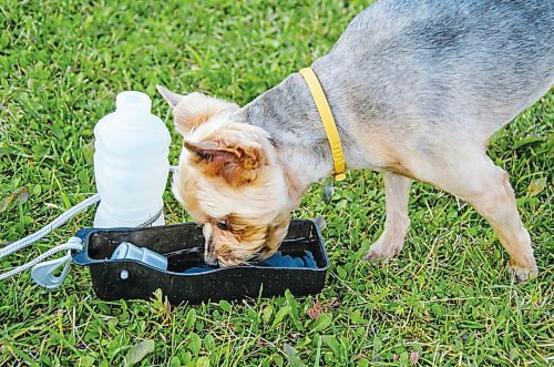 Canstar Community News Ensure your pets have access to plenty of water during the summer heat.