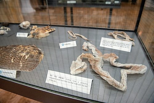 ALEX LUPUL / WINNIPEG FREE PRESS  

Items on display in Wildlife Haven's Murray Education Centre are photographed in Ile-des-Chenes on Wednesday, August 4, 2021.

Reporter: Gabby Piche