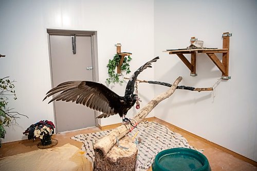 ALEX LUPUL / WINNIPEG FREE PRESS  

Léo, a turkey vulture, is photographed at Wildlife Haven in Ile-des-Chenes on Wednesday, August 4, 2021.

Reporter: Gabby Piche