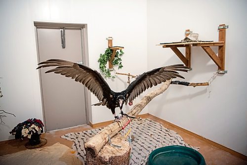 ALEX LUPUL / WINNIPEG FREE PRESS  

Léo, a turkey vulture, is photographed at Wildlife Haven in Ile-des-Chenes on Wednesday, August 4, 2021.

Reporter: Gabby Piche