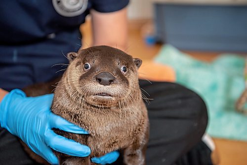 ALEX LUPUL / WINNIPEG FREE PRESS  

Angie Furniss, rehabilitation manager at Wildlife Haven, is photographed with a North American river otter at their Ile-des-Chenes facility on Wednesday, August 4, 2021.

Reporter: Gabby Piche