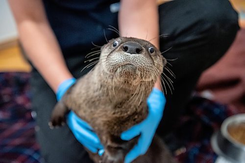 ALEX LUPUL / WINNIPEG FREE PRESS  

Angie Furniss, rehabilitation manager at Wildlife Haven, is photographed with a North American river otter at their Ile-des-Chenes facility on Wednesday, August 4, 2021.

Reporter: Gabby Piche