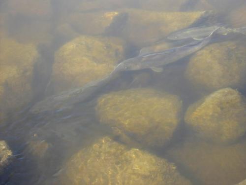 dauphin 045 - Pickerel being fished while spawning in the clear, shallow waters of Turtle River, which empties into Dauphin Lake bill redekop winnipeg free press