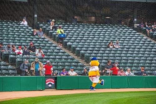 MIKAELA MACKENZIE / WINNIPEG FREE PRESS

Goldie dances in front of sparsely populated stands as the Goldeyes play Sioux City at Shaw Park in Winnipeg on Thursday, Aug. 5, 2021. For Mike Sawatzky story.
Winnipeg Free Press 2021.