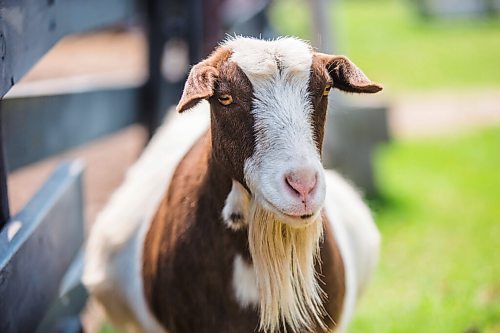 MIKAELA MACKENZIE / WINNIPEG FREE PRESS

Cindy the goat at Lil' Steps Wellness Farm in St. Malo on Friday, Aug. 6, 2021. For Sabrina story.
Winnipeg Free Press 2021.