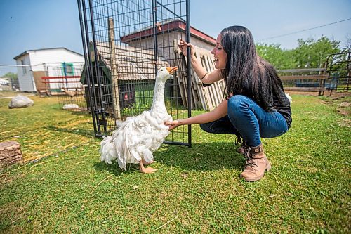 MIKAELA MACKENZIE / WINNIPEG FREE PRESS

Lucy Sloan, registered counsellor and owner of Lil' Steps Wellness Farm, says hello to one of the geese at the farm in St. Malo on Friday, Aug. 6, 2021. For Sabrina story.
Winnipeg Free Press 2021.