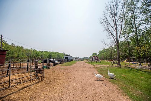 MIKAELA MACKENZIE / WINNIPEG FREE PRESS

Lil' Steps Wellness Farm in St. Malo on Friday, Aug. 6, 2021. For Sabrina story.
Winnipeg Free Press 2021.