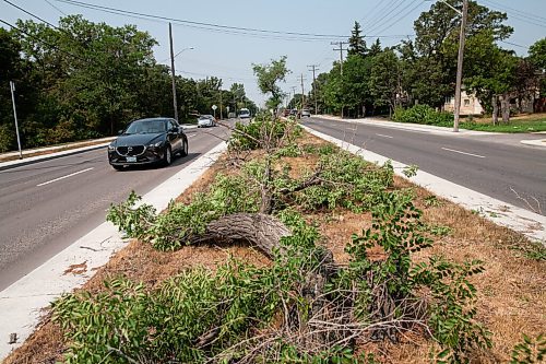 Daniel Crump / Winnipeg Free Press. Felled trees line the median on Roblin Blvd from Scotswood Drive almost all the way to perimeter highway. The destruction is the aftermath of a house that was being moved from the Roblin Grove development in Charleswood on Saturday morning. August 7, 2021.