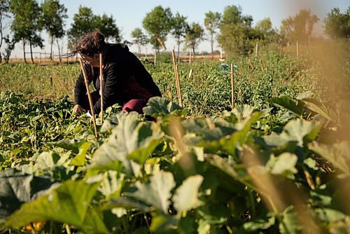 ALEX LUPUL / WINNIPEG FREE PRESS  

Paulette Côté is photographed picking vegetables in Howden on Wednesday, August 11, 2021.

Reporter: Janine LeGal