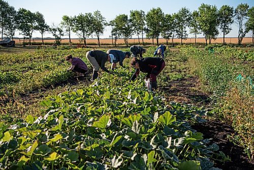 ALEX LUPUL / WINNIPEG FREE PRESS  

Paulette Côté, Carol Whitman and Peter Czehryn are photographed picking vegetables alongside volunteers in Howden on Wednesday, August 11, 2021.

Reporter: Janine LeGal