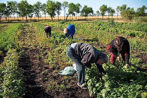 ALEX LUPUL / WINNIPEG FREE PRESS  

Peter Czehryn and Paulette Côté are photographed picking vegetables alongside volunteers in Howden on Wednesday, August 11, 2021.

Reporter: Janine LeGal