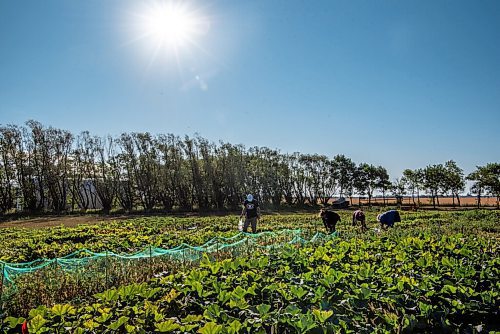 ALEX LUPUL / WINNIPEG FREE PRESS  

Volunteers pick vegetables in Howden on Wednesday, August 11, 2021.

Reporter: Janine LeGal