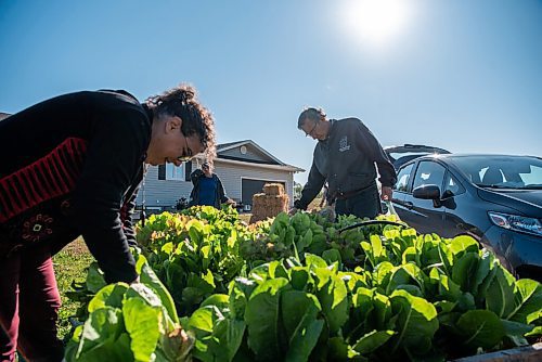 ALEX LUPUL / WINNIPEG FREE PRESS  

From left, Paulette Côte, Carol Whitman and Peter Czehryn are photographed picking vegetables in Howden on Wednesday, August 11, 2021.

Reporter: Janine LeGal