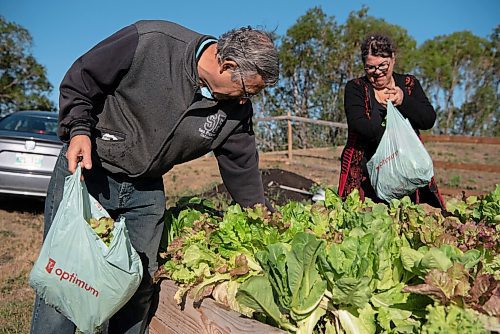 ALEX LUPUL / WINNIPEG FREE PRESS  

From left, Peter Czehryn and Paulette Côte are photographed picking vegetables in Howden on Wednesday, August 11, 2021.

Reporter: Janine LeGal