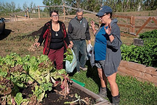 ALEX LUPUL / WINNIPEG FREE PRESS  

From left, Paulette Côte, Peter Czehryn and Carol Whitman are photographed picking vegetables in Howden on Wednesday, August 11, 2021.

Reporter: Janine LeGal