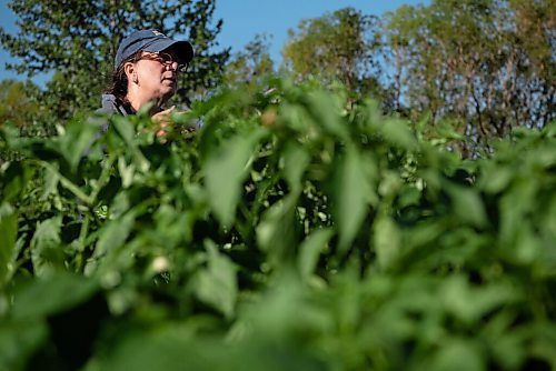 ALEX LUPUL / WINNIPEG FREE PRESS  

Carol Whitman is photographed picking vegetables in Howden on Wednesday, August 11, 2021.

Reporter: Janine LeGal