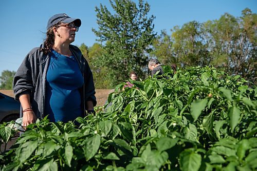 ALEX LUPUL / WINNIPEG FREE PRESS  

Carol Whitman is photographed picking vegetables in Howden on Wednesday, August 11, 2021.

Reporter: Janine LeGal