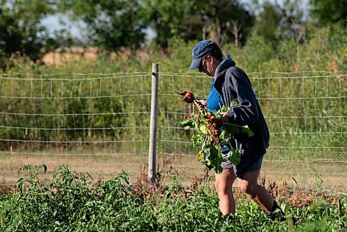 ALEX LUPUL / WINNIPEG FREE PRESS  

Carol Whitman is photographed picking vegetables in Howden on Wednesday, August 11, 2021.

Reporter: Janine LeGal