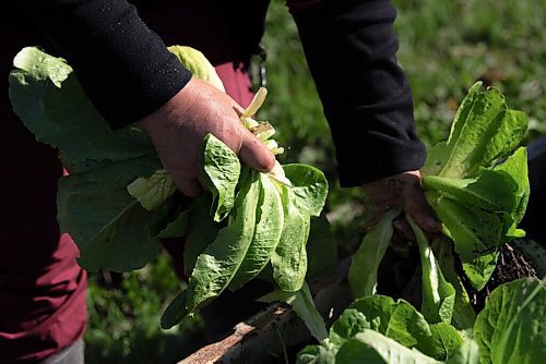 ALEX LUPUL / WINNIPEG FREE PRESS  

Paulette Côté is photographed picking vegetables in Howden on Wednesday, August 11, 2021.

Reporter: Janine LeGal