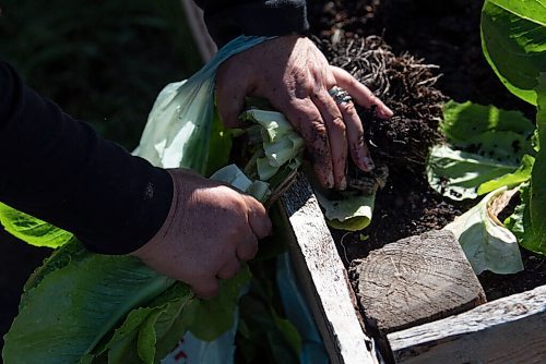 ALEX LUPUL / WINNIPEG FREE PRESS  

Paulette Côté is photographed picking vegetables in Howden on Wednesday, August 11, 2021.

Reporter: Janine LeGal