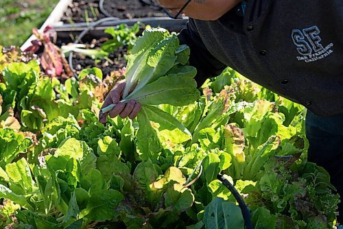 ALEX LUPUL / WINNIPEG FREE PRESS  

Peter Czehryn is photographed picking vegetables in Howden on Wednesday, August 11, 2021.

Reporter: Janine LeGal