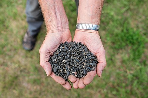 MIKAELA MACKENZIE / WINNIPEG FREE PRESS

David Braun shows a handful of the sunflower seeds that he presses into oil at Ploughshares Community Farm near Beausejour on Thursday, Aug. 12, 2021. For Jen story.
Winnipeg Free Press 2021.