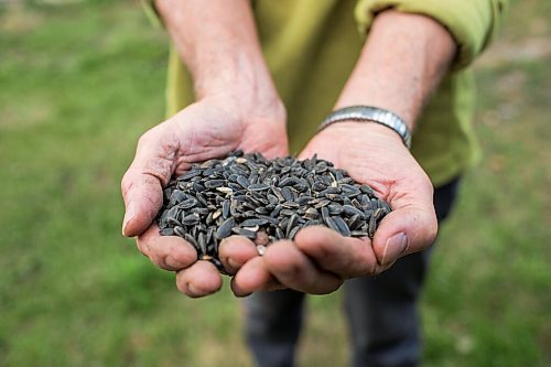 MIKAELA MACKENZIE / WINNIPEG FREE PRESS

David Braun shows a handful of the sunflower seeds that he presses into oil at Ploughshares Community Farm near Beausejour on Thursday, Aug. 12, 2021. For Jen story.
Winnipeg Free Press 2021.