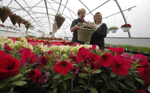 BORIS.MINKEVICH@FREEPRESS.MB.CA  100426 BORIS MINKEVICH / WINNIPEG FREE PRESS T & T Seeds. Workers Kathi Johnson and Barbara Lecker pose for a photo with some flowers.