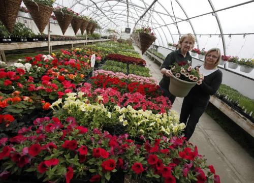 BORIS.MINKEVICH@FREEPRESS.MB.CA  100426 BORIS MINKEVICH / WINNIPEG FREE PRESS T & T Seeds. Workers Kathi Johnson and Barbara Lecker pose for a photo with some flowers.