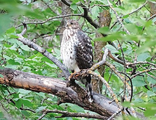 Canstar Community News Tony Nardella is a St. Vital photographer. He managed to get an image of a sharp-shinned hawk keeping a carefufl watch on things near Bois-des-Ésprits and also noticed a colourful display of birdhouses and flowers just off Marion Street, on Rue Des Meurons.