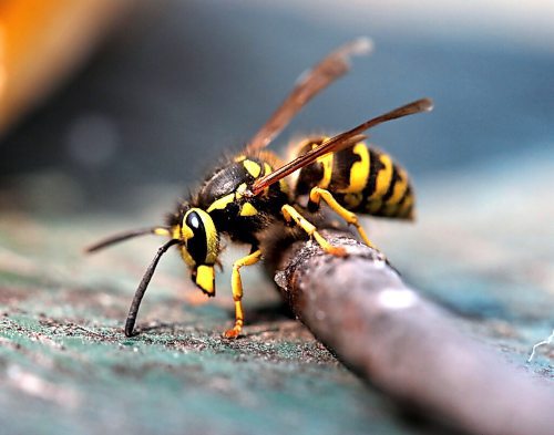 RUTH BONNEVILLE / WINNIPEG FREE PRESS

local - Wasps

A wasp stops to take a look at the camera while flying around a banana peal Wednesday. 

See story on wasps.  

Aug 18th, 2021
