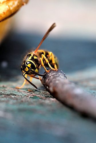 RUTH BONNEVILLE / WINNIPEG FREE PRESS

local - Wasps

A wasp stops to take a look at the camera while flying around a banana peal Wednesday. 

See story on wasps.  

Aug 18th, 2021
