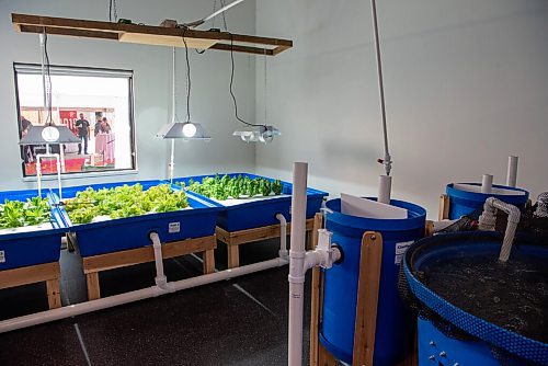 ALEX LUPUL / WINNIPEG FREE PRESS  

Manitoba Building Trades Institute's Aquaponic Greenhouse is photographed on August 18, 2021.