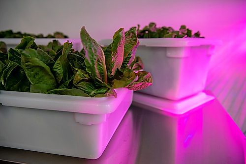 ALEX LUPUL / WINNIPEG FREE PRESS  

Manitoba Building Trades Institute's Aquaponic Greenhouse is photographed on August 18, 2021.