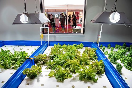 ALEX LUPUL / WINNIPEG FREE PRESS  

Manitoba Building Trades Institute's Aquaponic Greenhouse is photographed on August 18, 2021.