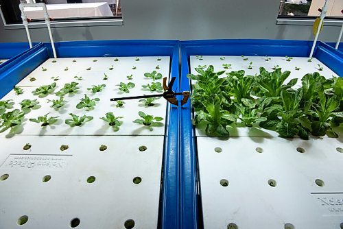 ALEX LUPUL / WINNIPEG FREE PRESS  

Manitoba Building Trades Institute's Aquaponic Greenhouse is photographed on August 18, 2021.