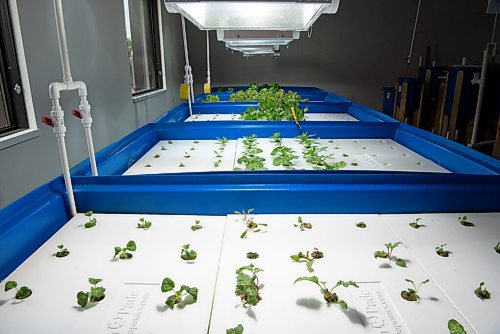 ALEX LUPUL / WINNIPEG FREE PRESS  

Manitoba Building Trades Institute's Aquaponic Greenhouse is photographed on August 18, 2021.