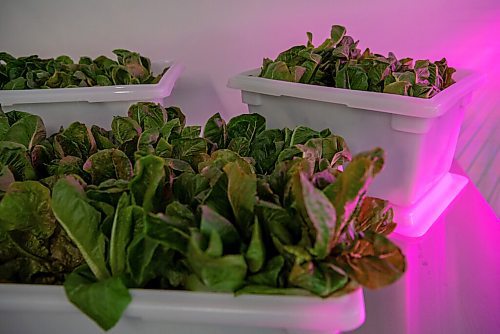 ALEX LUPUL / WINNIPEG FREE PRESS  

Manitoba Building Trades Institute's Aquaponic Greenhouse is photographed on August 18, 2021.