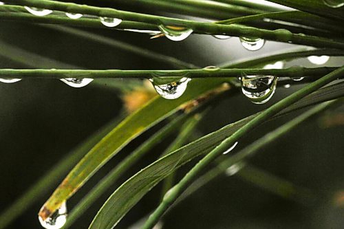 RUTH BONNEVILLE / WINNIPEG FREE PRESS

Rainy Weather Standup

Rain drops collect on plant leaves in flower boxes along Tache Friday. 


Aug 20th, 2021


