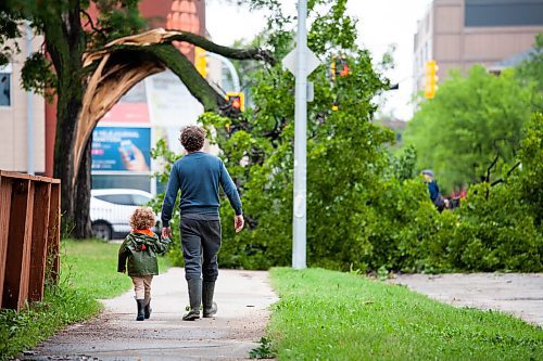 Daniel Crump / Winnipeg Free Press. Part of an elm tree that was blown down overnight blocks Spence Street at St. Mary Avenue in Downtown Winnipeg, Saturday morning. Derek Palson and his 3-year-old son, Axl, who live just down the street inspect the damage. August 21, 2021.