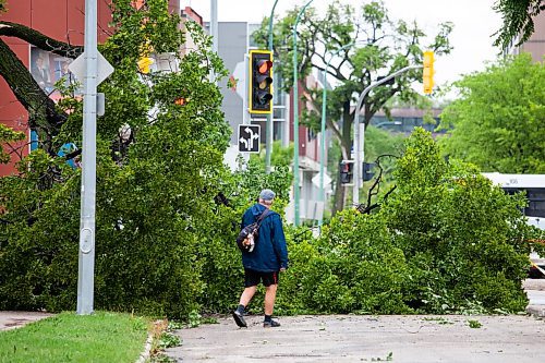 Daniel Crump / Winnipeg Free Press. A person walks past part of an elm tree that was blown down overnight. The tree is blocking southbound Spence Street near St. Mary Avenue in Downtown Winnipeg. August 21, 2021.
