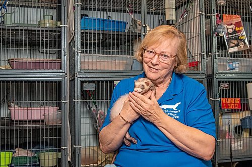 ALEX LUPUL / WINNIPEG FREE PRESS  

Deb Kelley, shelter co-ordinator for the Manitoba Ferret Association No Kill Shelter, is photographed with Bear, one of the ferrets Kelley cares for.
