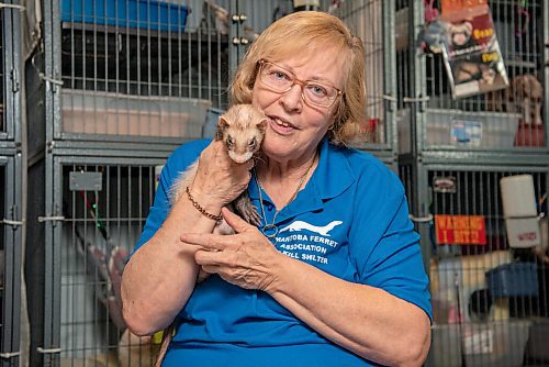 ALEX LUPUL / WINNIPEG FREE PRESS  

Deb Kelley, shelter co-ordinator for the Manitoba Ferret Association No Kill Shelter, is photographed with Bear, one of the ferrets Kelley cares for.