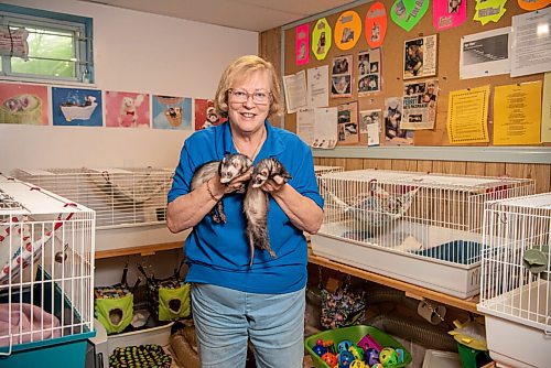 ALEX LUPUL / WINNIPEG FREE PRESS  

Deb Kelley, shelter co-ordinator for the Manitoba Ferret Association No Kill Shelter, is photographed with two of the ferrets she looks after.