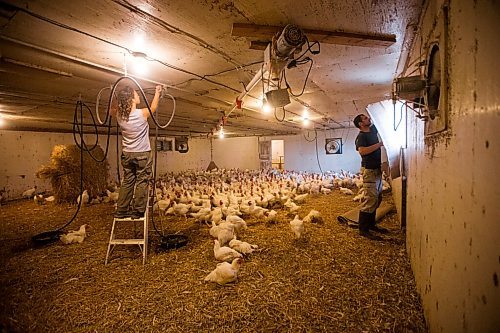 MIKAELA MACKENZIE / WINNIPEG FREE PRESS

Amanda Dueck (left) and Andreas Zinn prepare the barn for loading the chickens into crates at Zinn Farms southwest of Winnipeg on Wednesday, Aug. 18, 2021. For Eva story.
Winnipeg Free Press 2021.