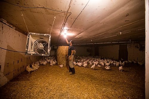 MIKAELA MACKENZIE / WINNIPEG FREE PRESS

Andreas Zinn turns the lights out in the barn to prepare for loading the chickens into crates at Zinn Farms southwest of Winnipeg on Wednesday, Aug. 18, 2021. For Eva story.
Winnipeg Free Press 2021.