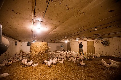 MIKAELA MACKENZIE / WINNIPEG FREE PRESS

Andreas Zinn turns the lights out in the barn to prepare for loading the chickens into crates at Zinn Farms southwest of Winnipeg on Wednesday, Aug. 18, 2021. For Eva story.
Winnipeg Free Press 2021.